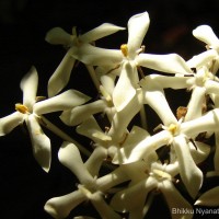 Ixora thwaitesii Hook.f.